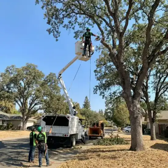 Bucket truck trimming a large oak tree in Orlando