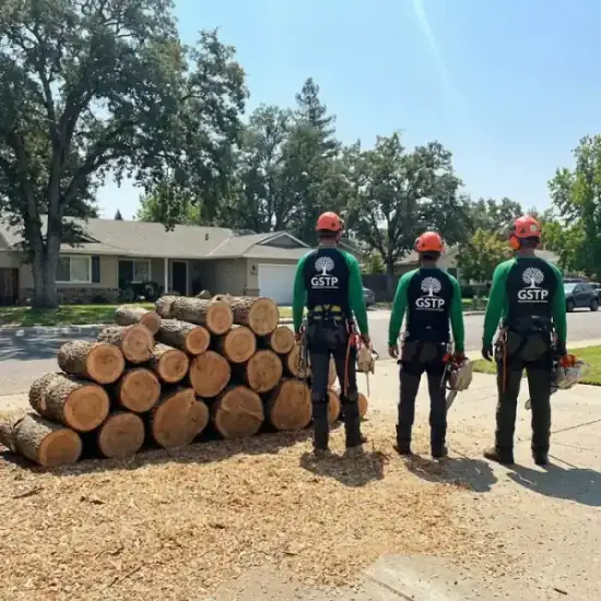 Freshly cut oak logs from a Orlando tree removal